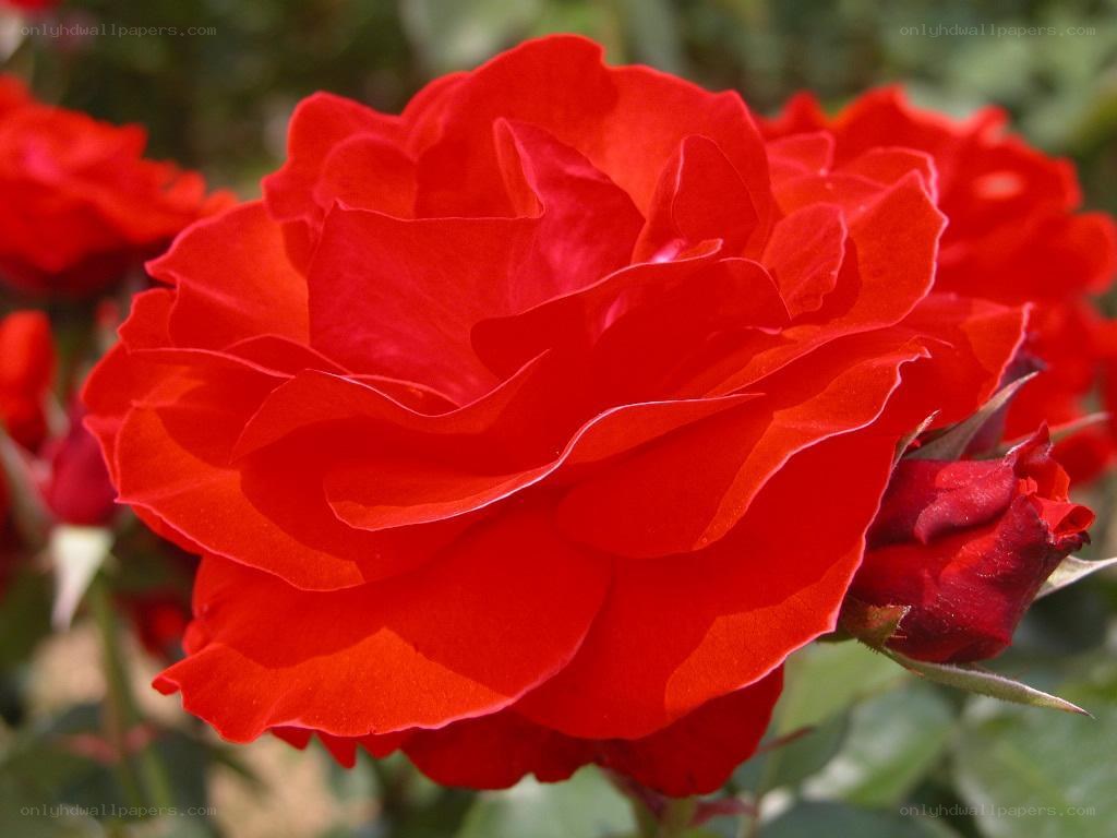 vibrant red rose in bloom