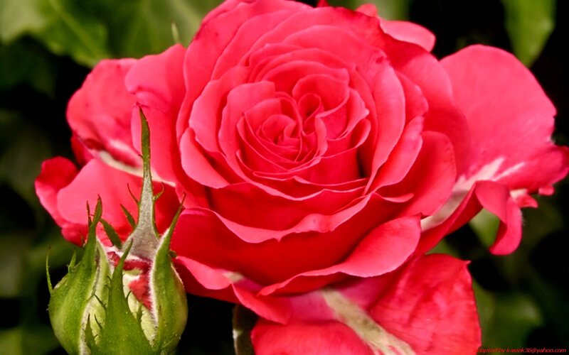 vibrant red rose in bloom