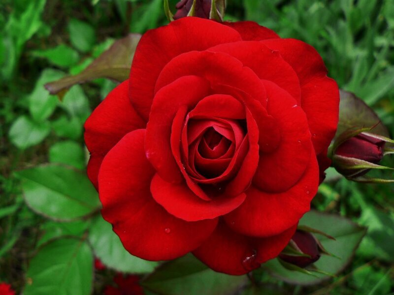 vibrant red rose in bloom