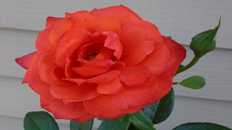 vibrant red rose in bloom