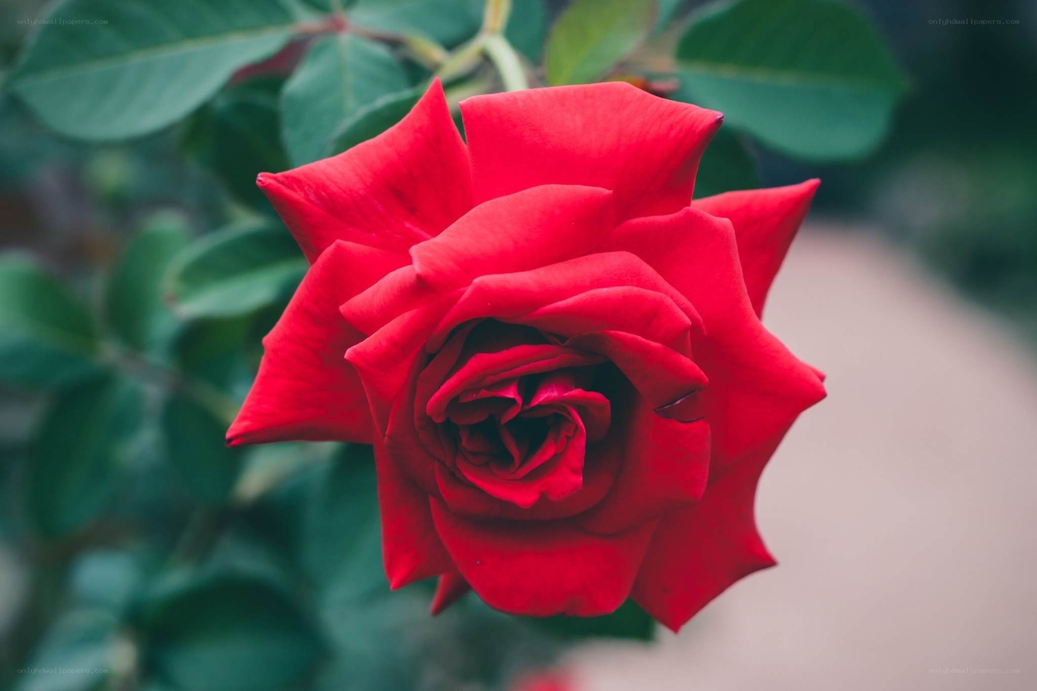 vibrant red rose in bloom