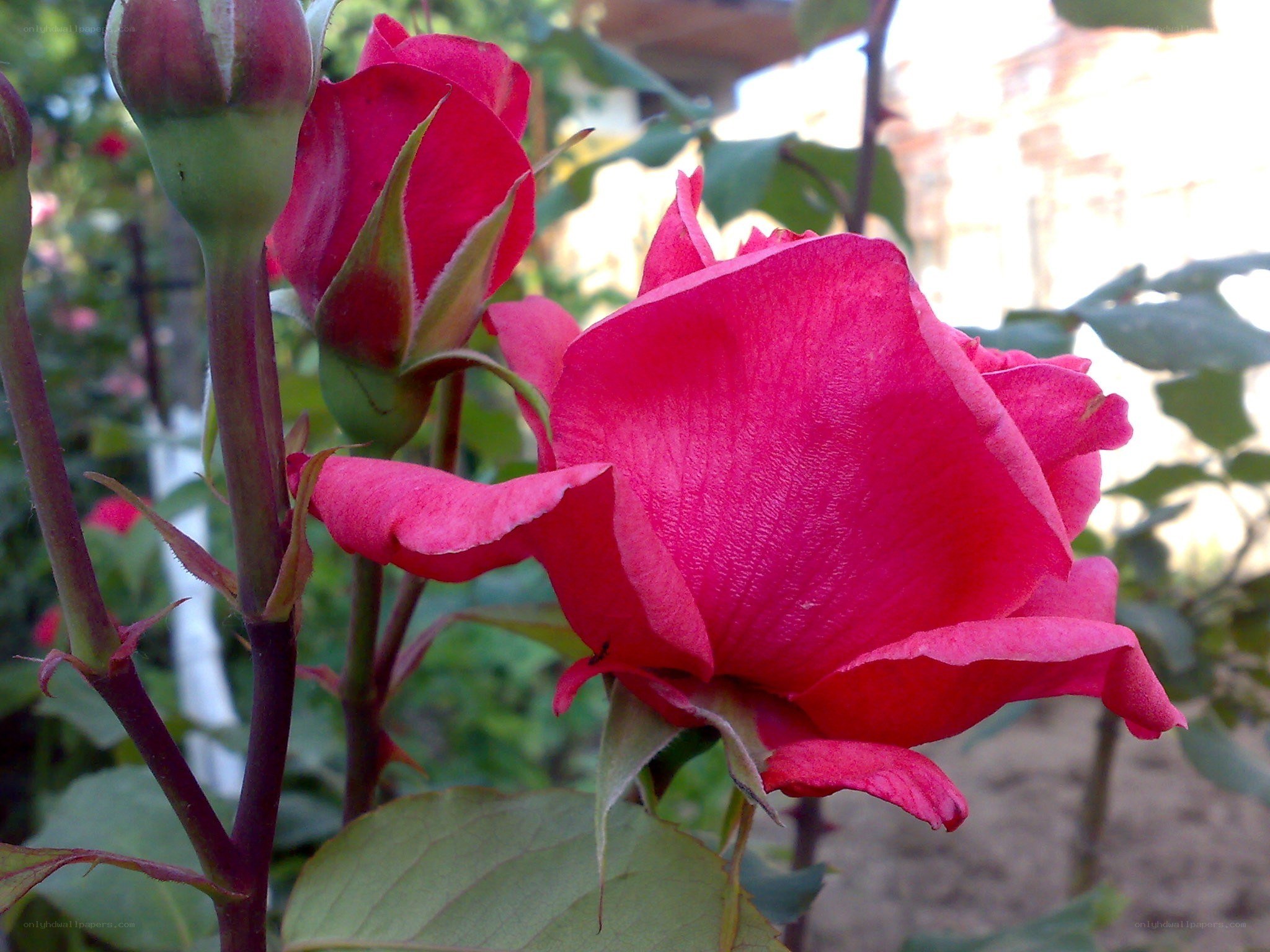 Vibrant red rose in bloom