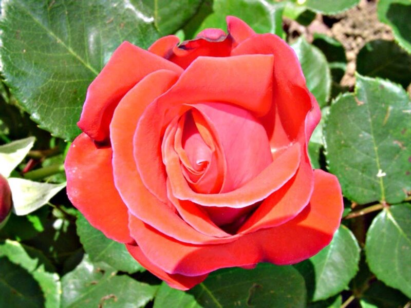 vibrant red rose in bloom