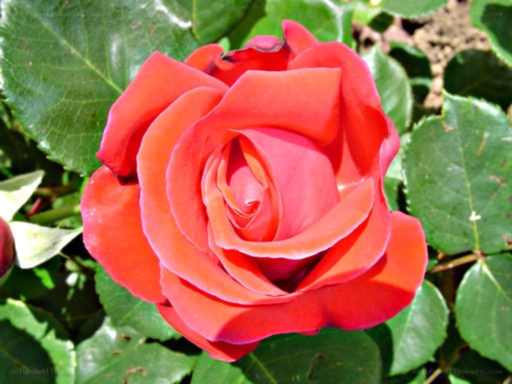 vibrant red rose in bloom