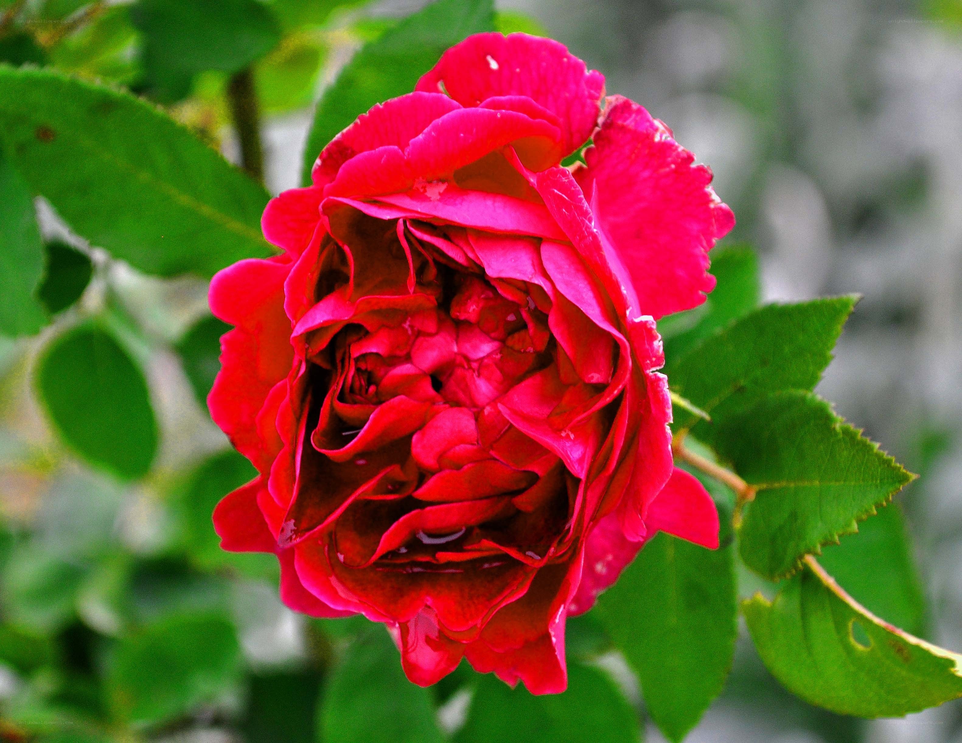 vibrant red rose in bloom