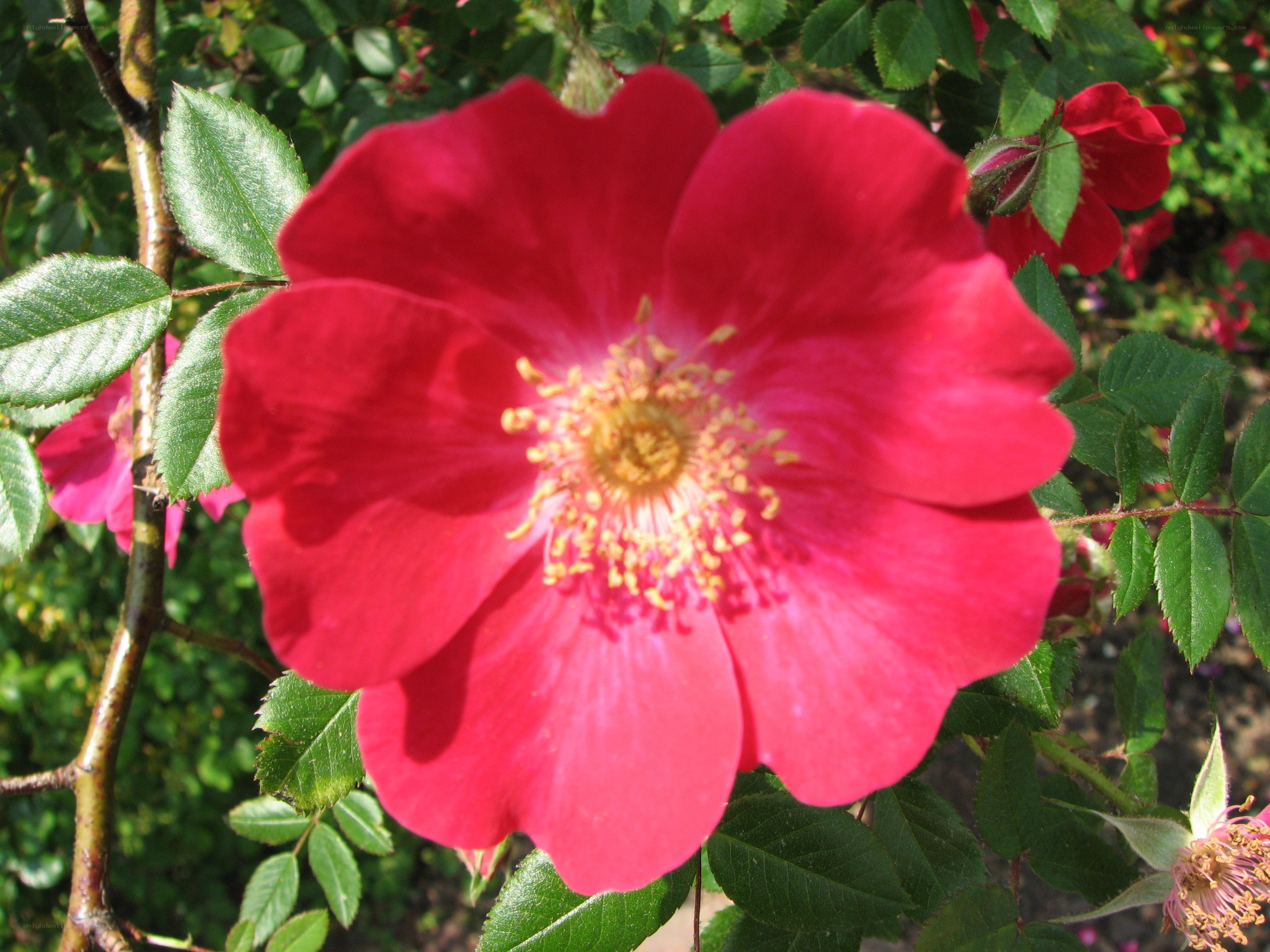 vibrant red rose in bloom