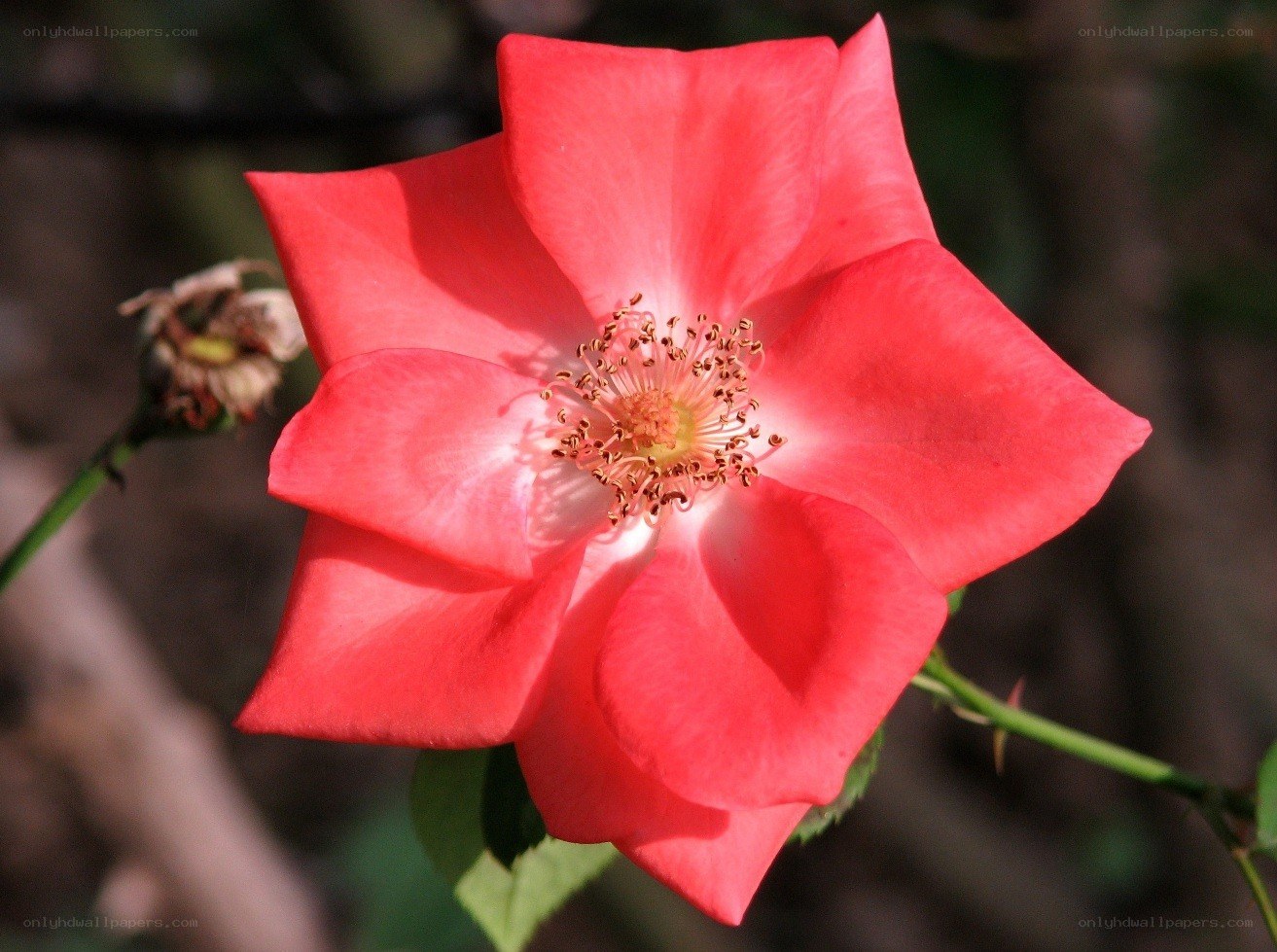 vibrant red rose in bloom