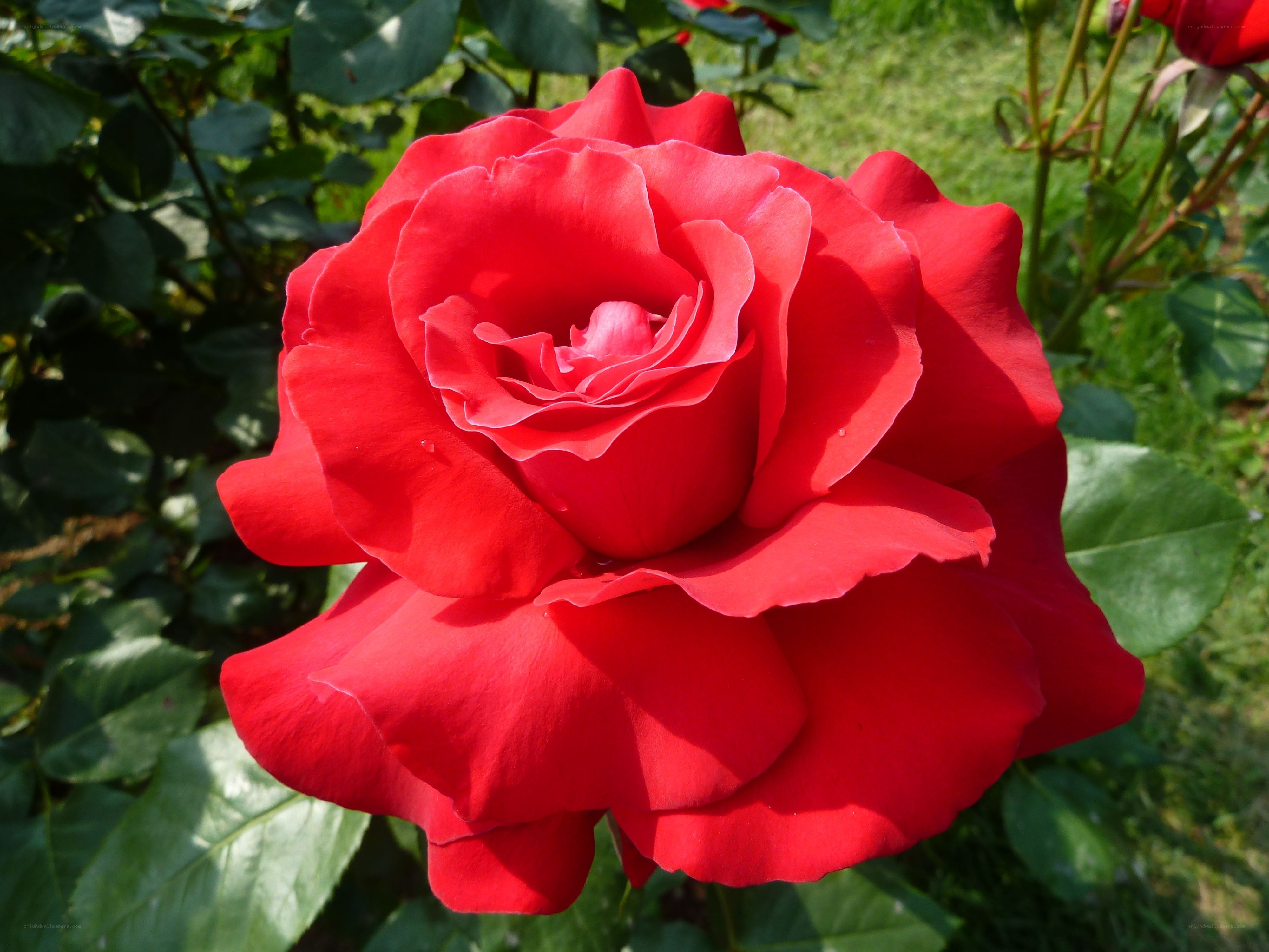 Vibrant red rose in bloom