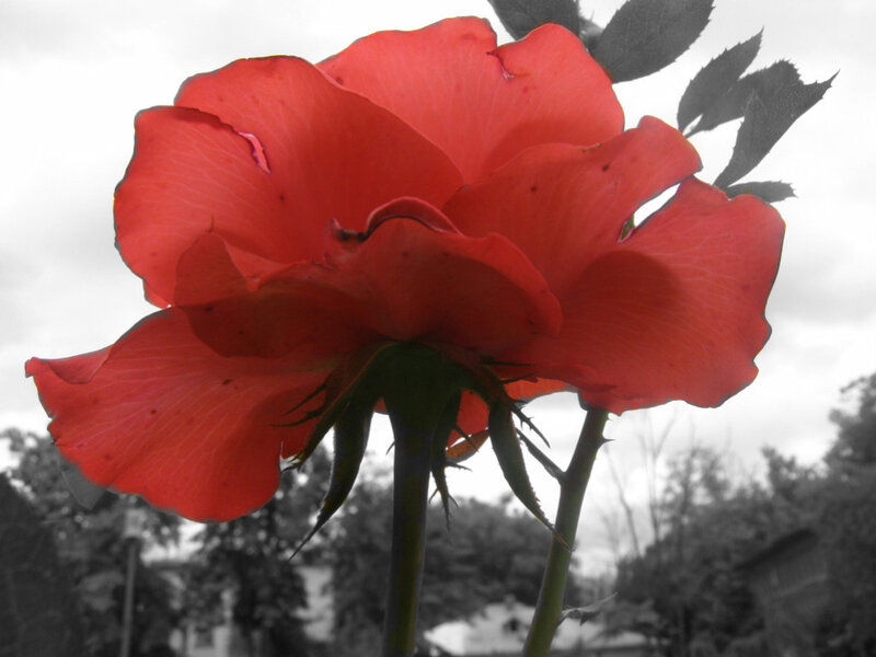 vibrant red rose in focus