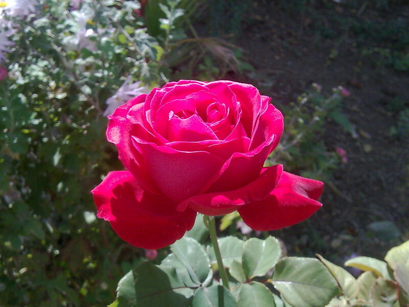 vibrant red rose in garden