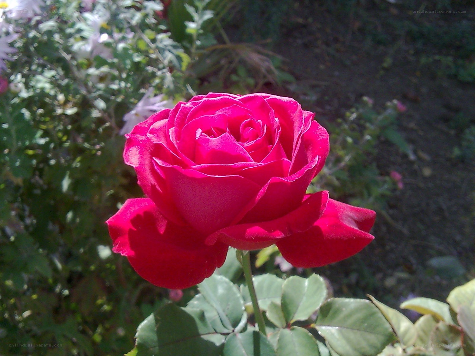 vibrant red rose in garden