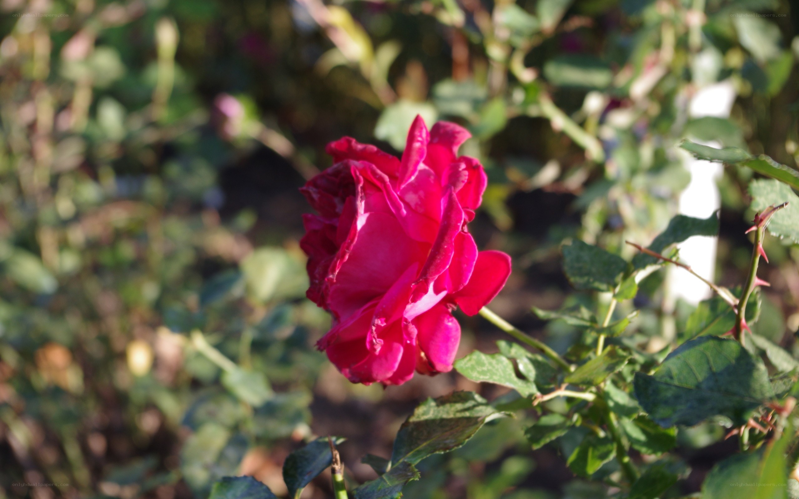 vibrant red rose in garden