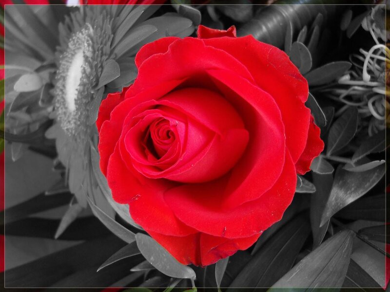 vibrant red rose in monochrome