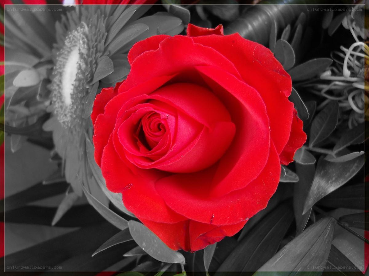 vibrant red rose in monochrome