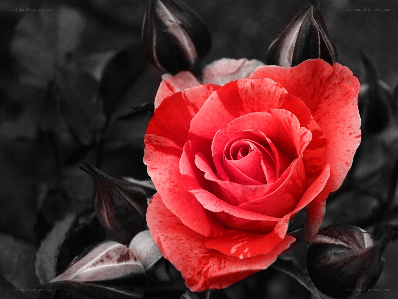 vibrant red rose in monochrome