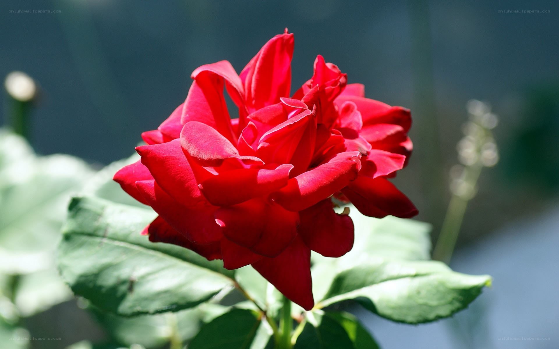 vibrant red rose in sunlight