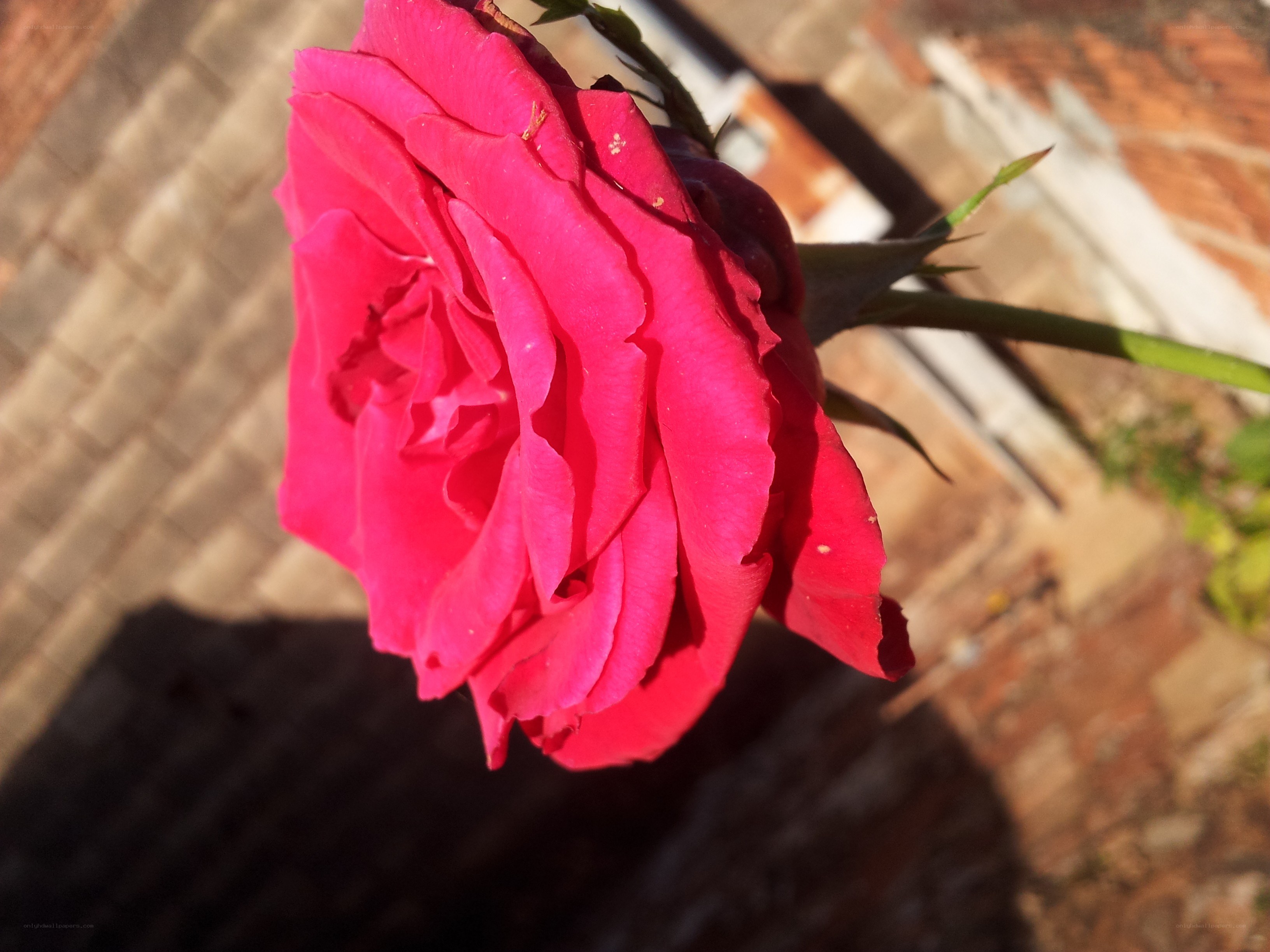 vibrant red rose in sunlight