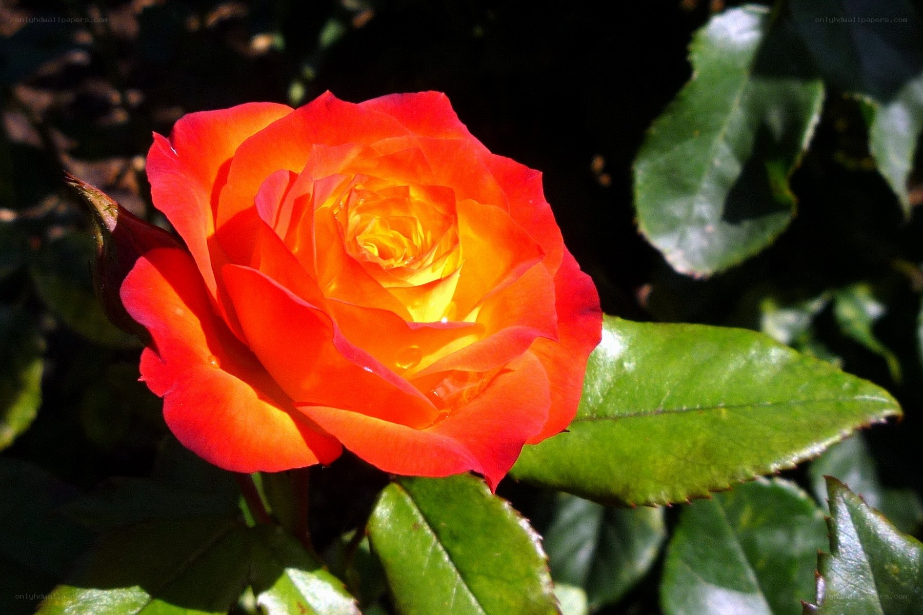 vibrant red rose in sunlight