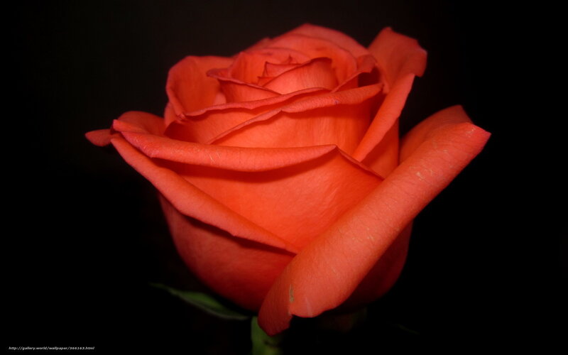 vibrant red rose
