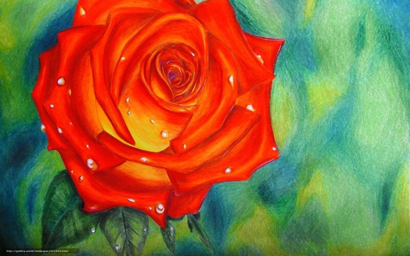 Vibrant red rose with dewdrops