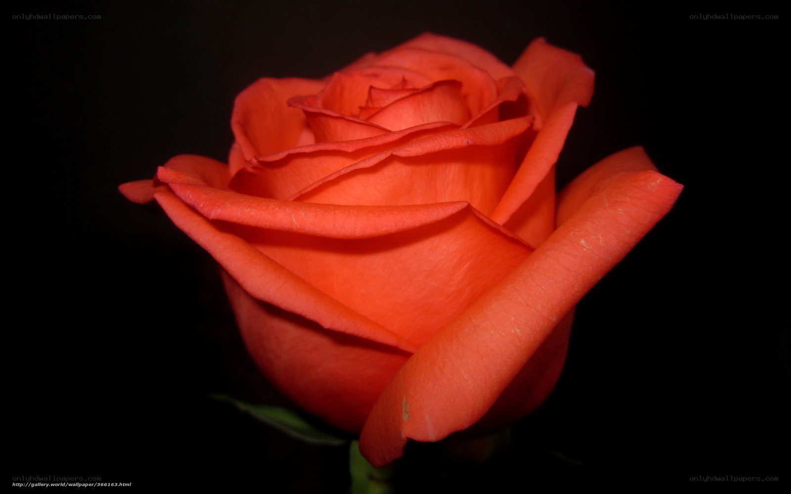 vibrant red rose