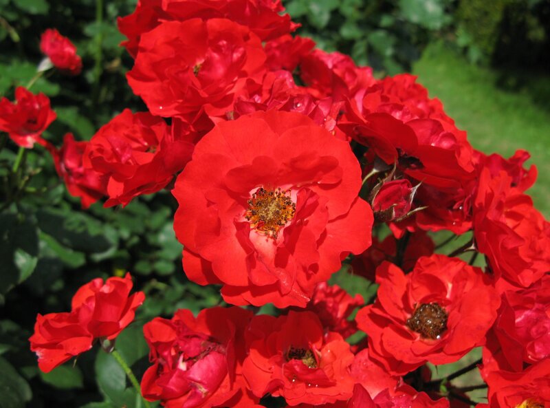 Vibrant red roses in bloom