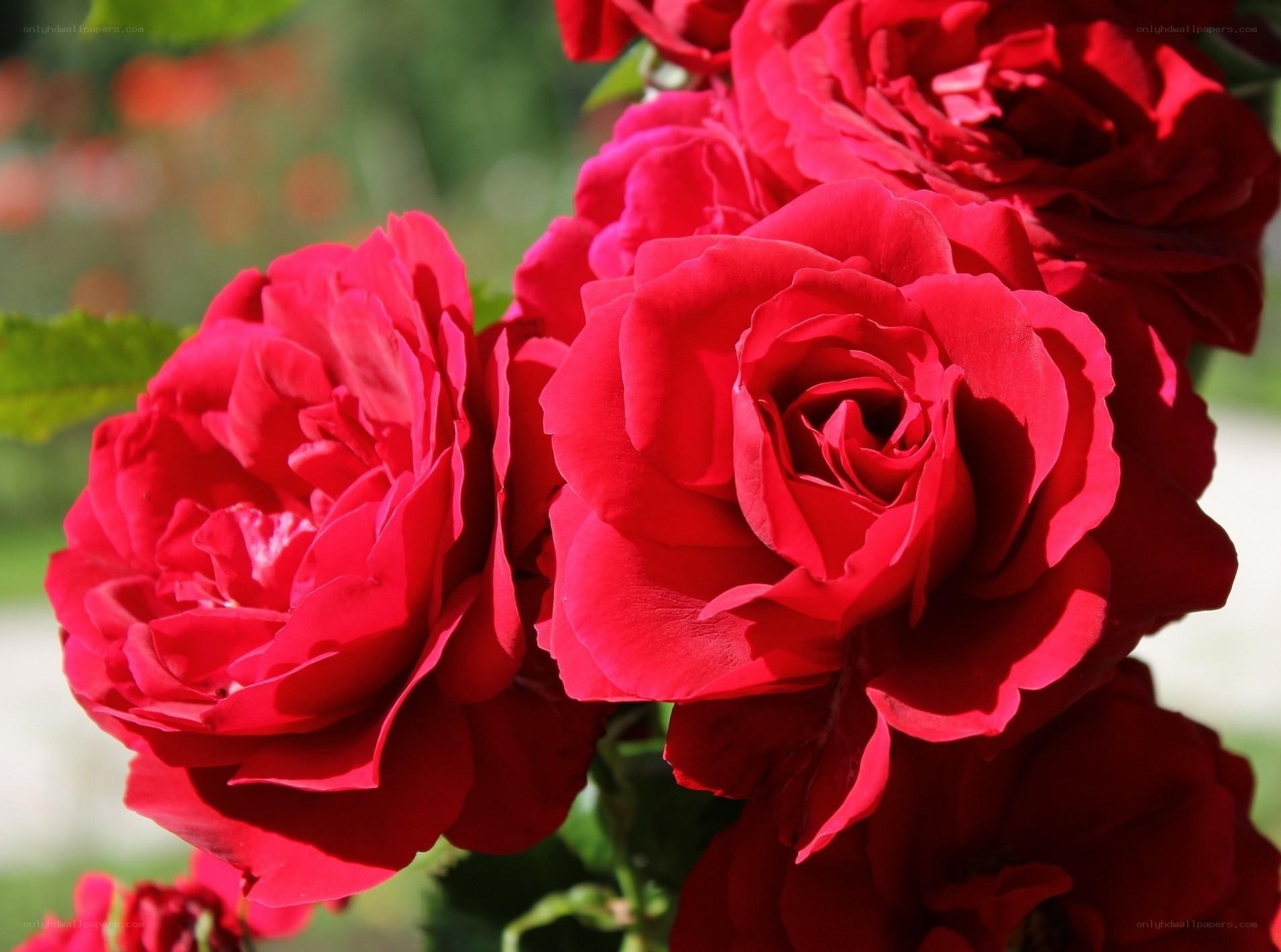 Vibrant red roses in bloom