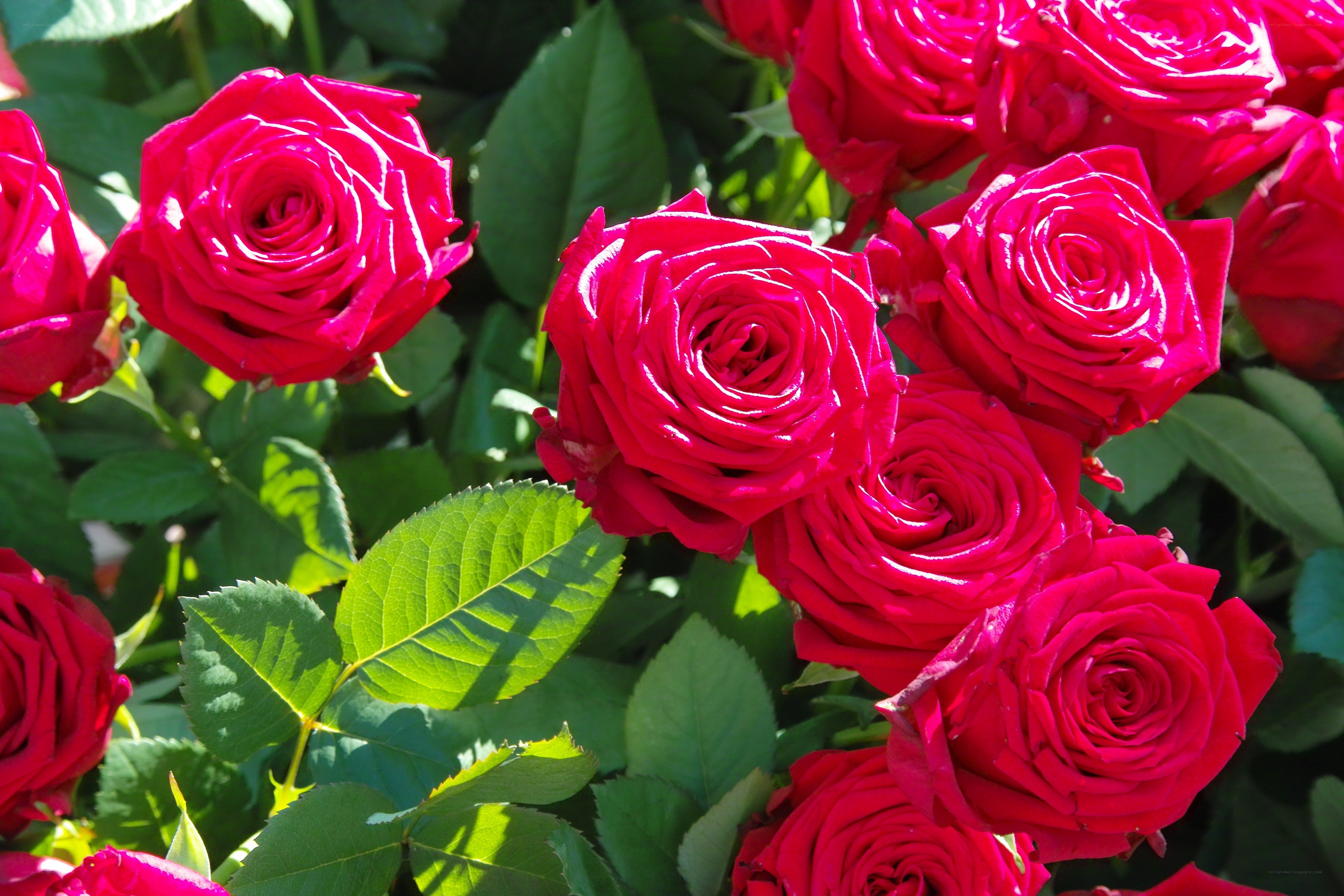 Vibrant red roses in bloom