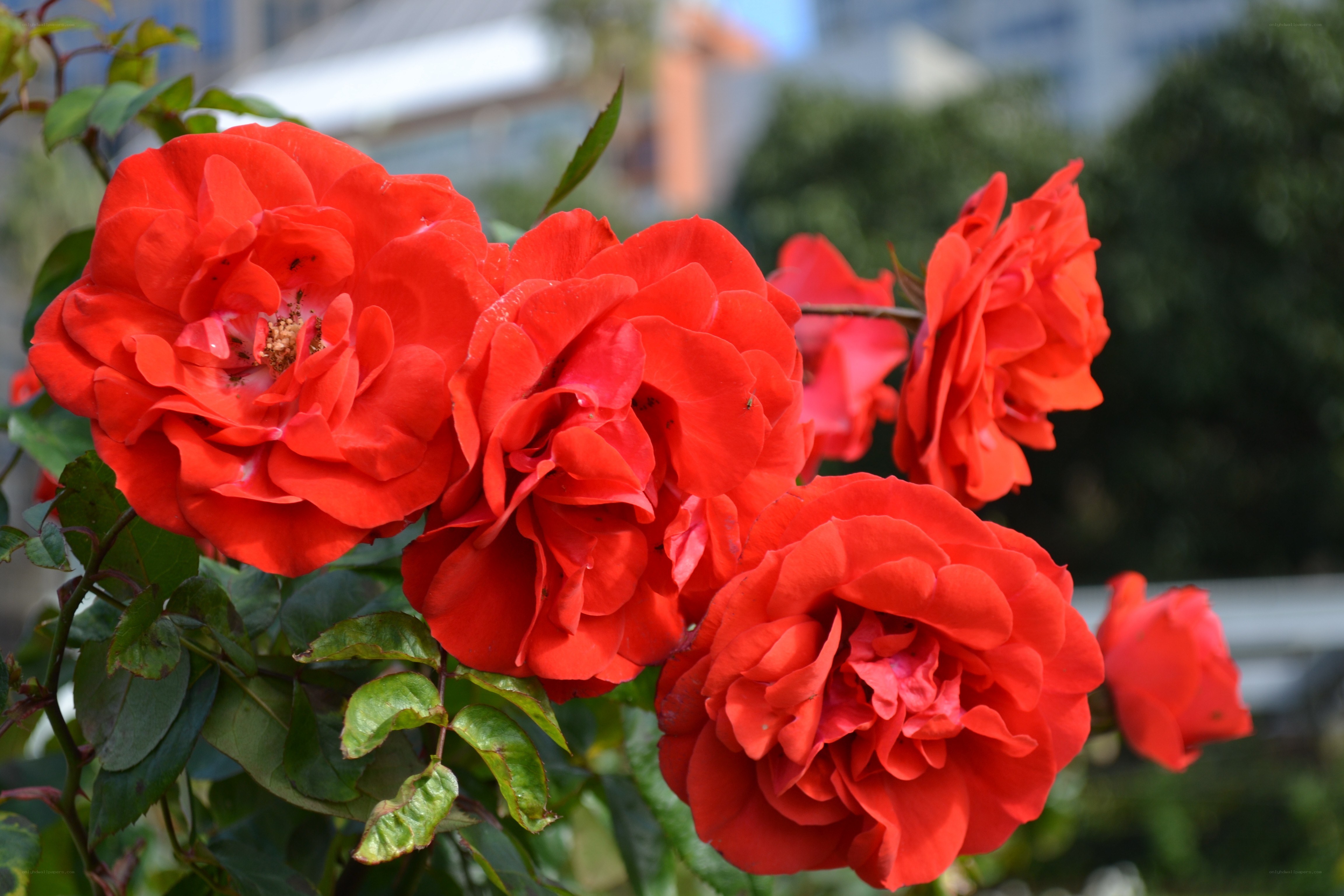 Vibrant red roses in bloom