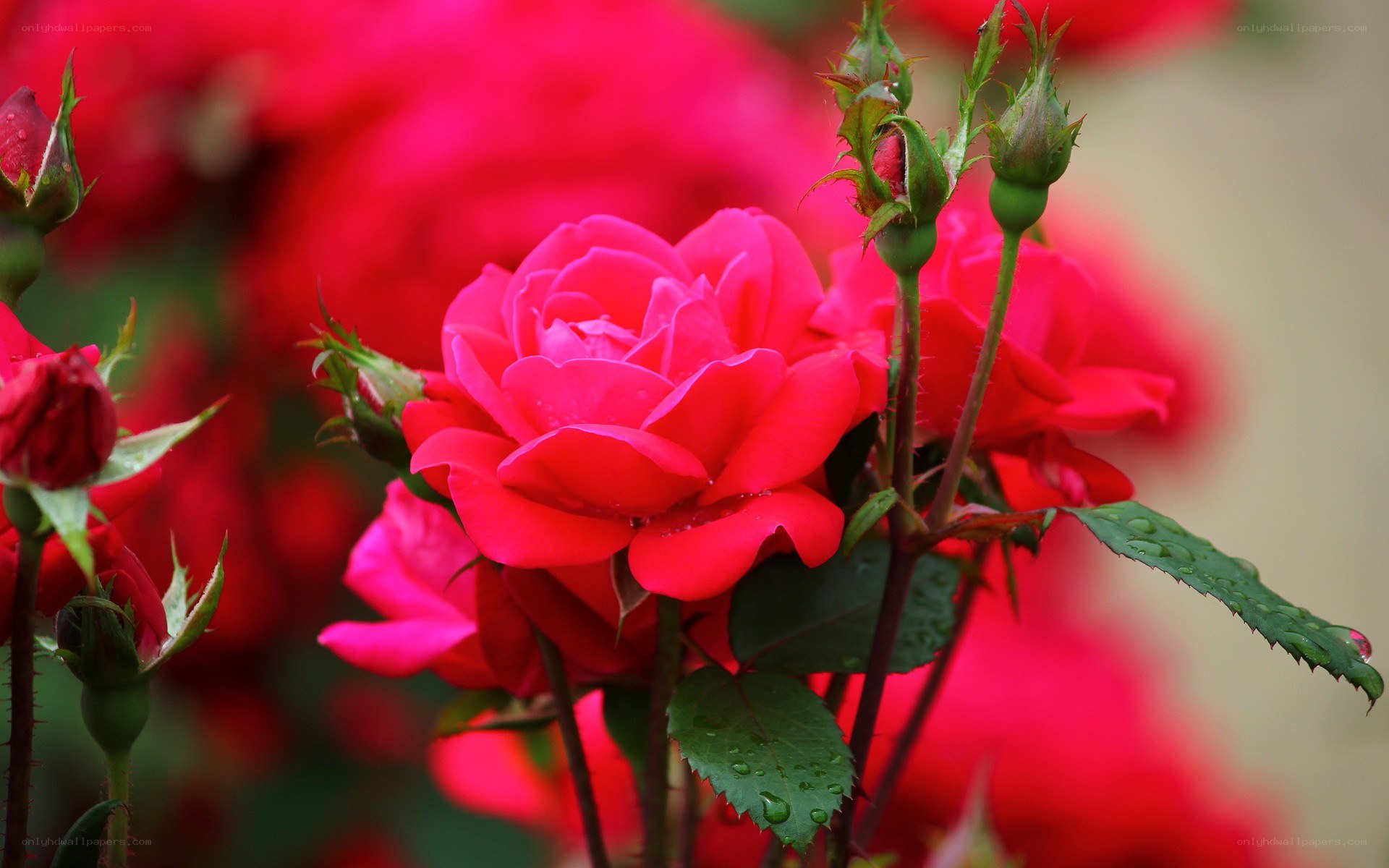 vibrant red roses in bloom