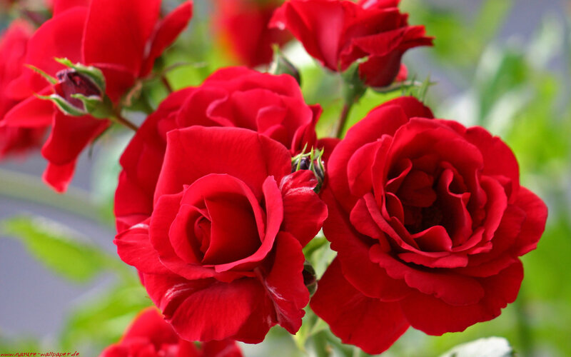 vibrant red roses in bloom