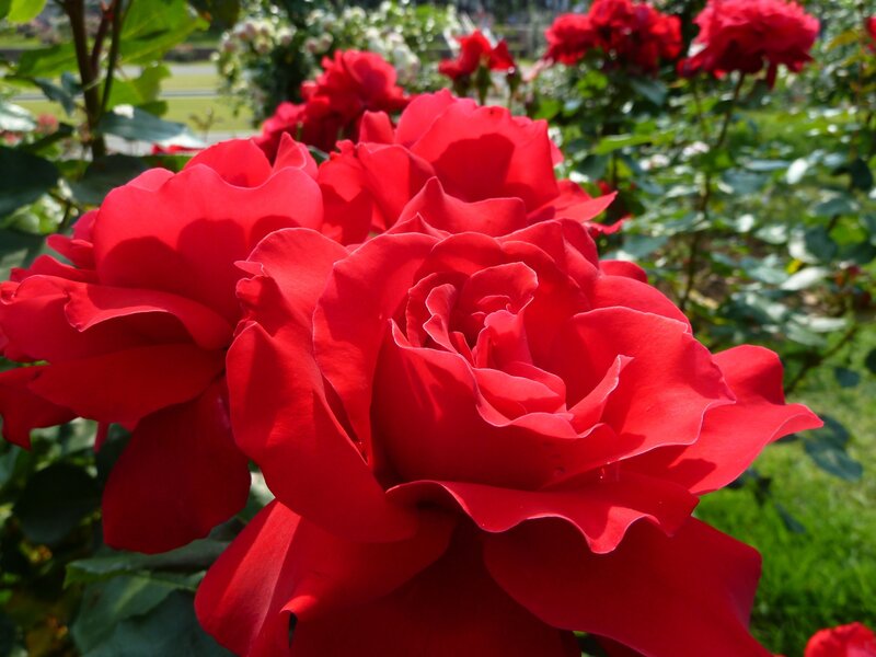 Vibrant red roses in bloom
