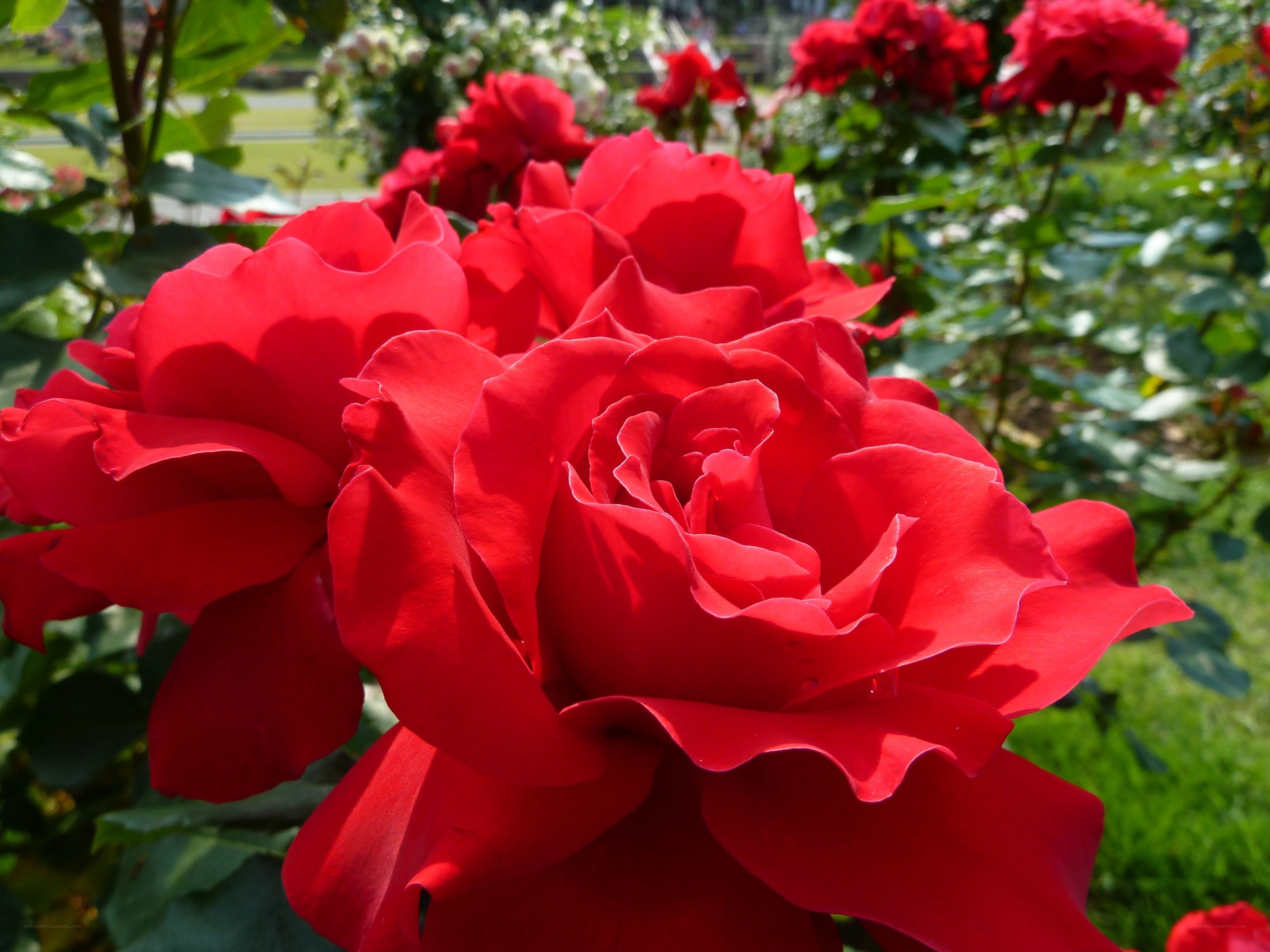 Vibrant red roses in bloom