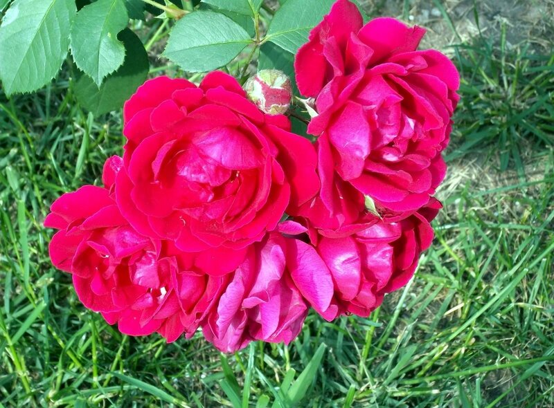 vibrant red roses in garden