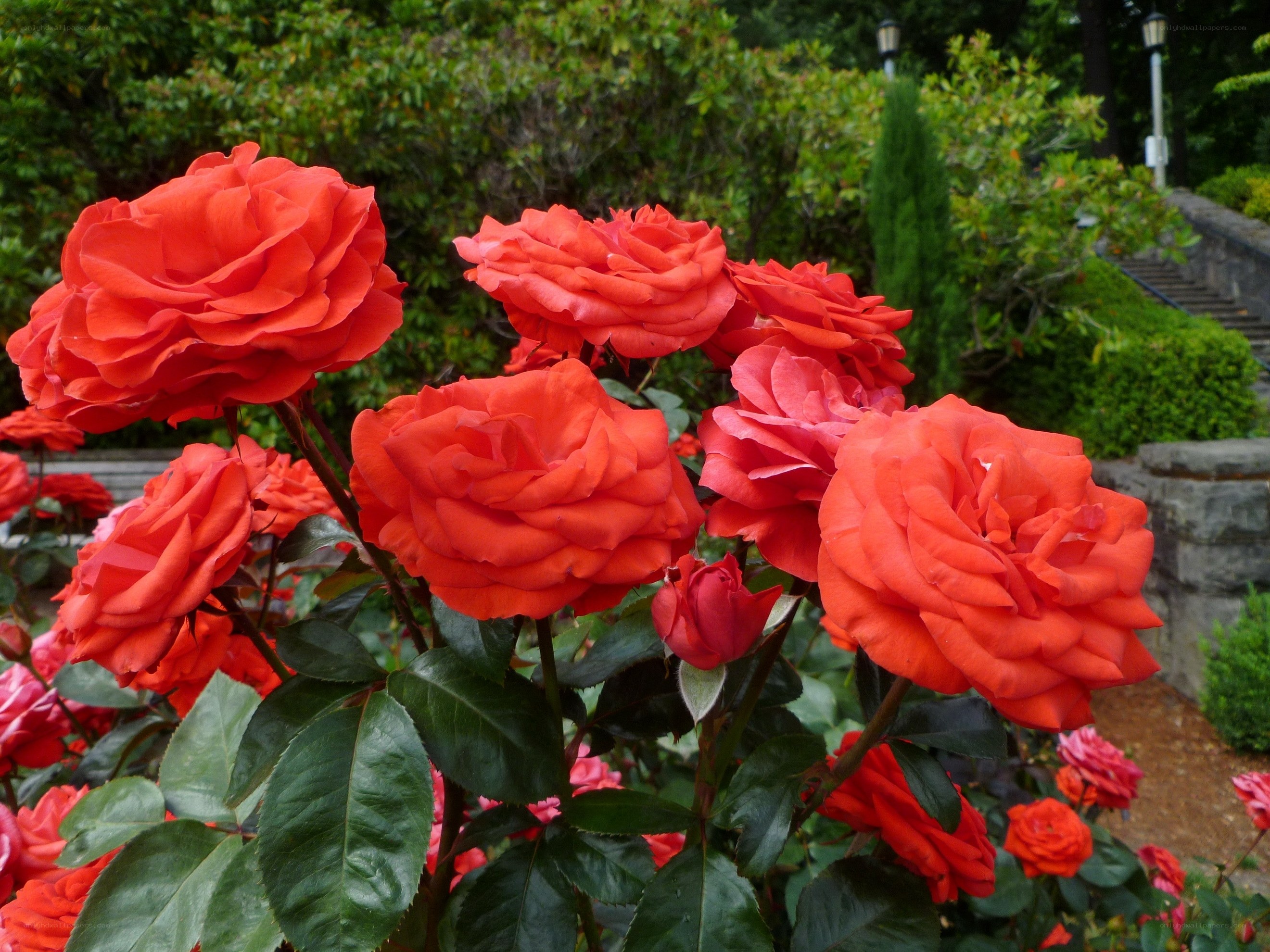 vibrant red roses in garden