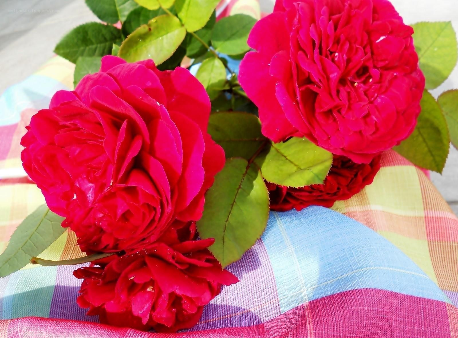 vibrant red roses on plaid