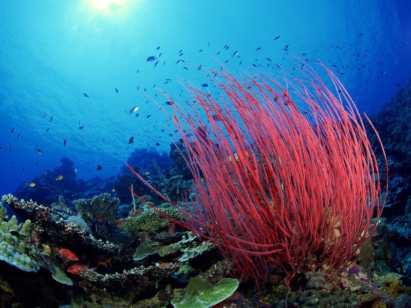 Vibrant red sea fan coral