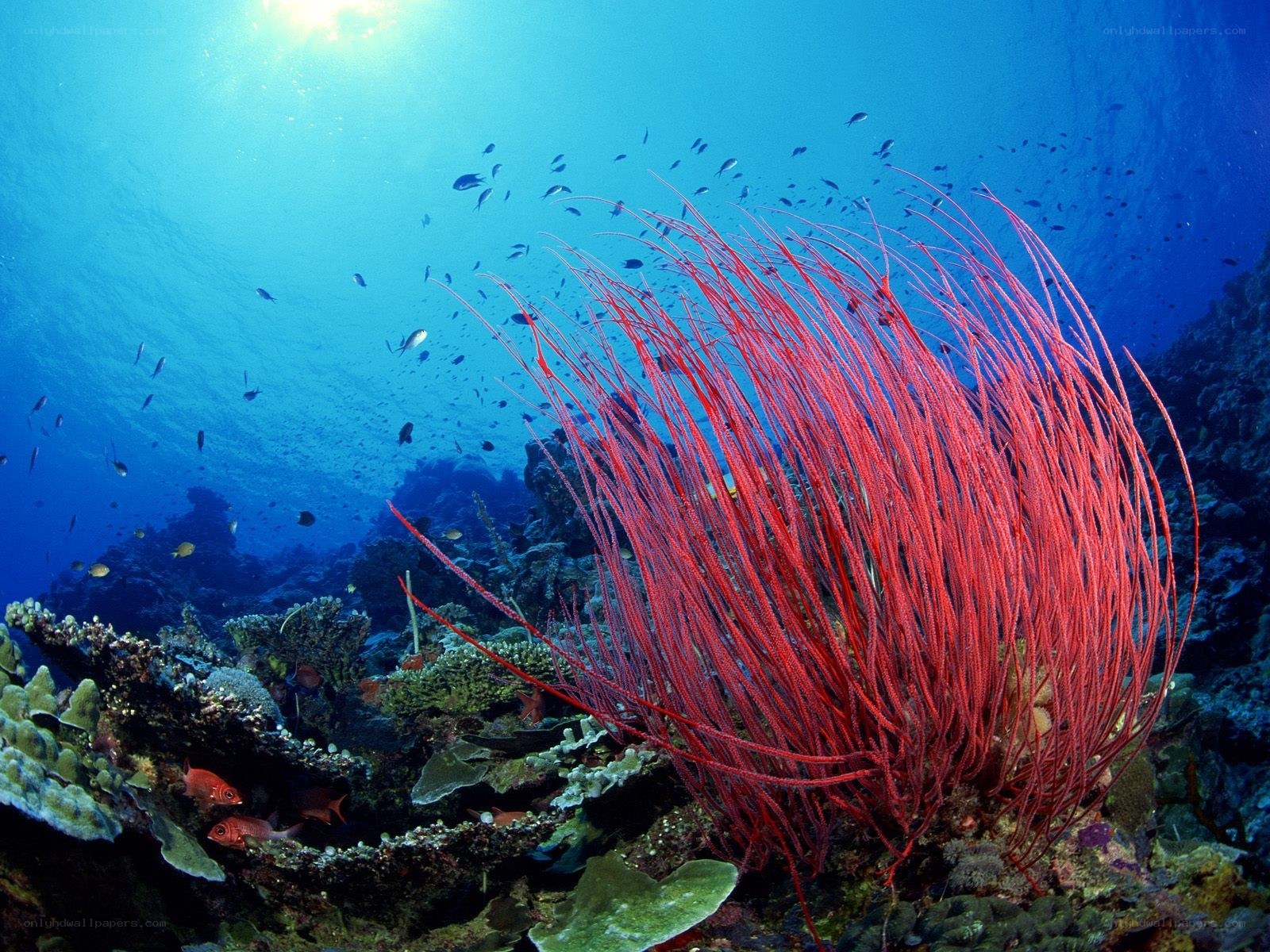 Vibrant red sea fan coral