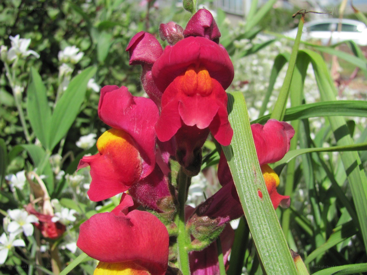 vibrant red snapdragon flowers