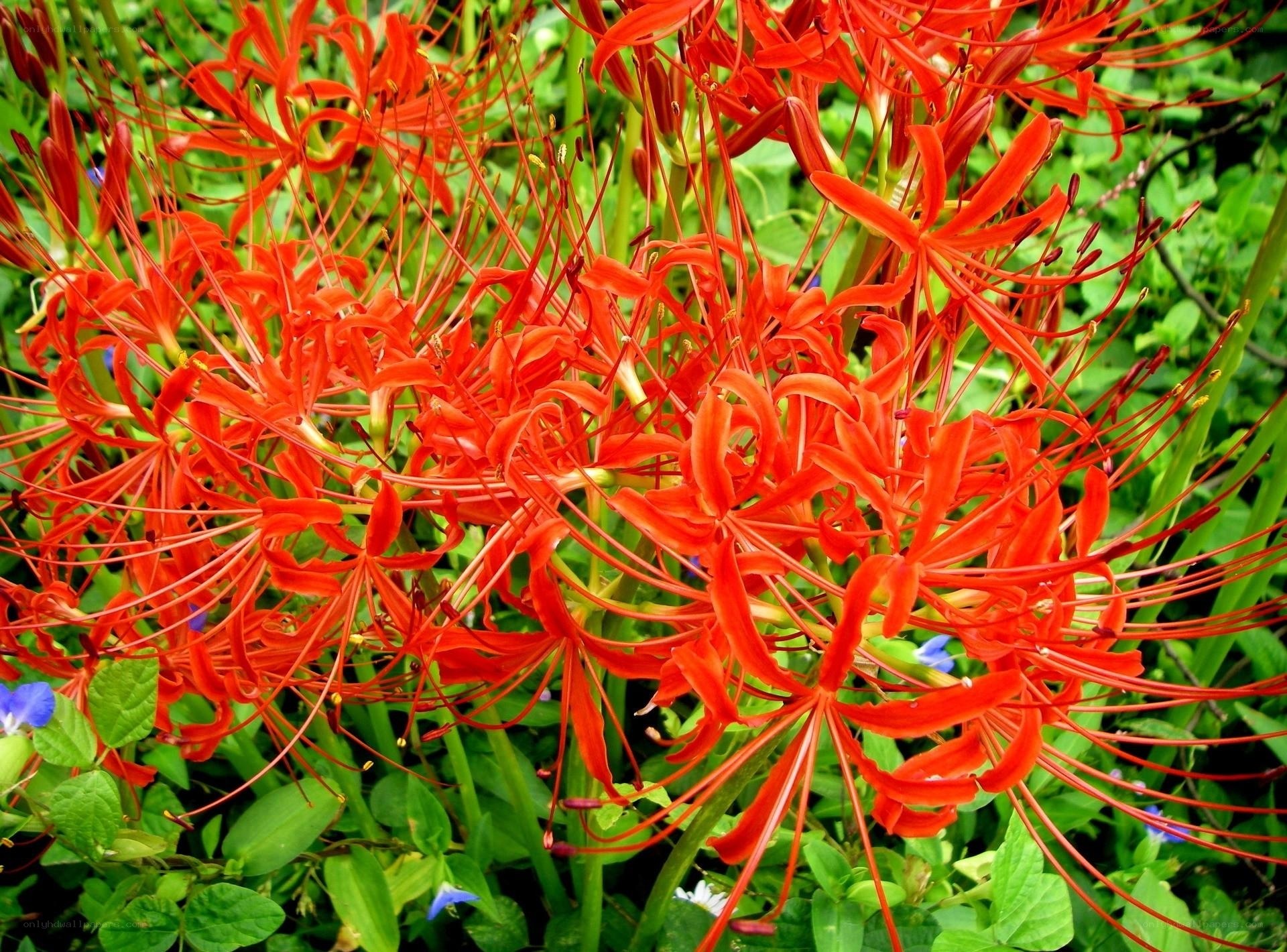 Vibrant red spider lilies