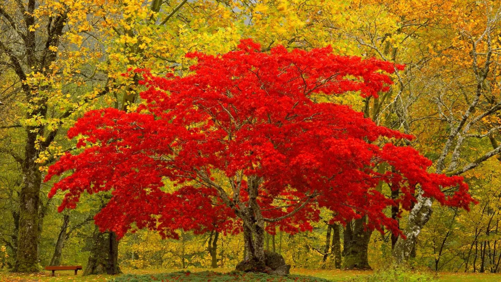 Vibrant red tree in autumn