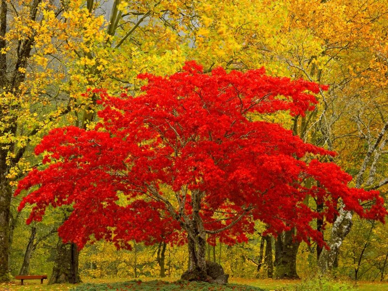 Vibrant red tree in autumn