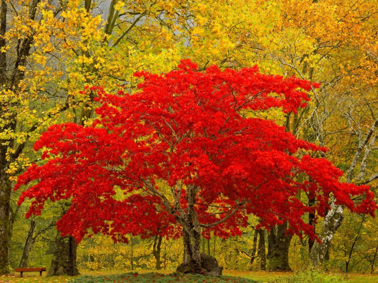 Vibrant red tree in autumn