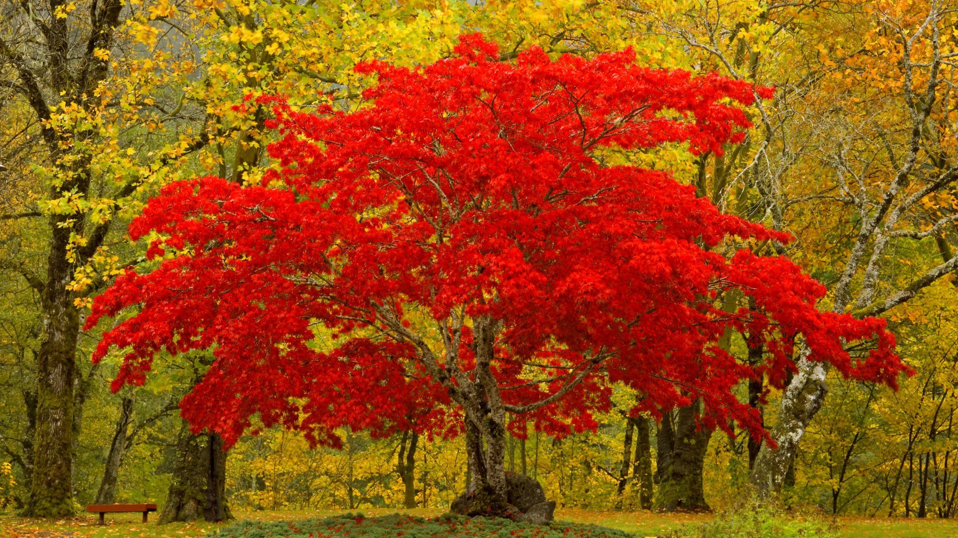 Vibrant red tree in autumn
