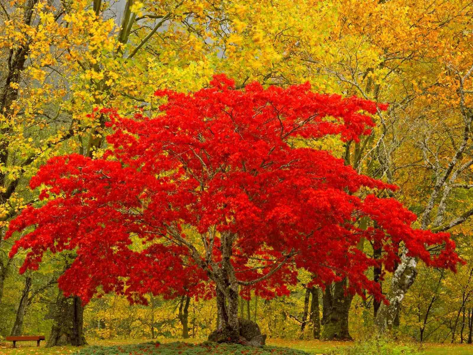 Vibrant red tree in autumn