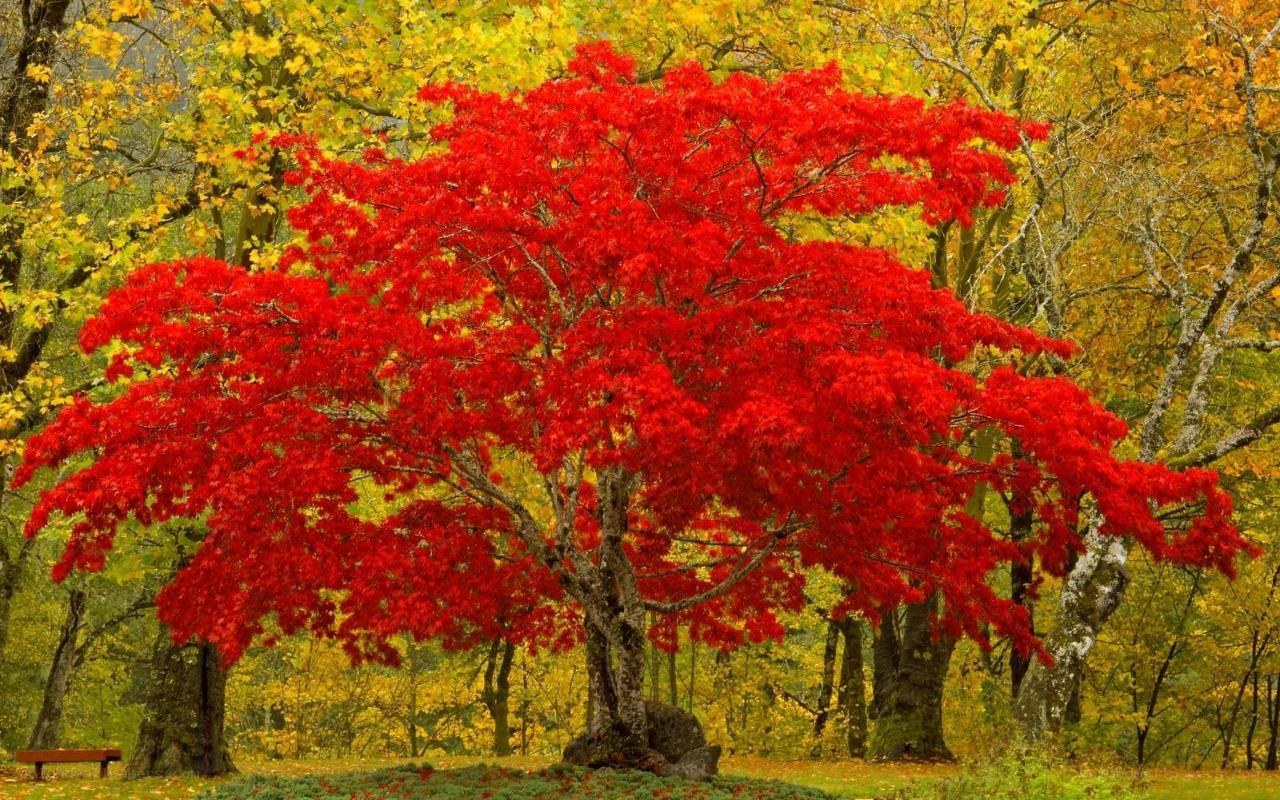 Vibrant red tree in autumn