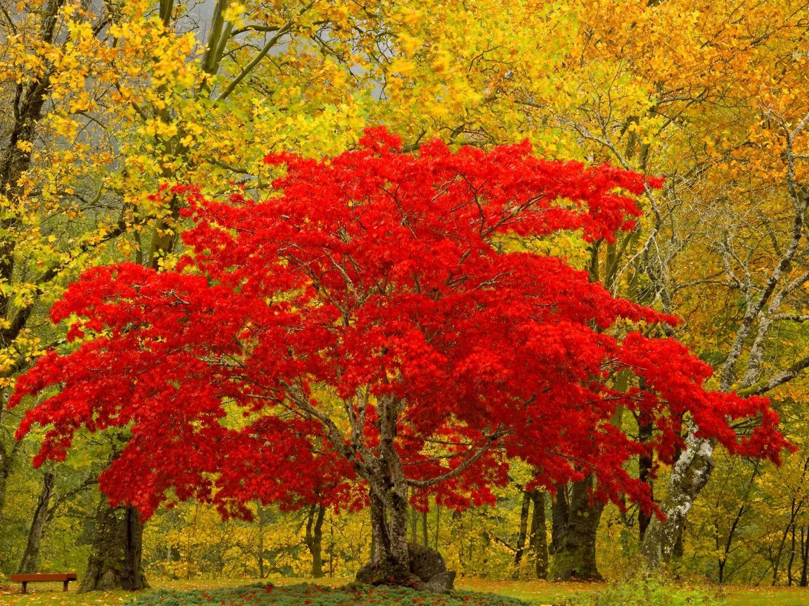 Vibrant red tree in autumn