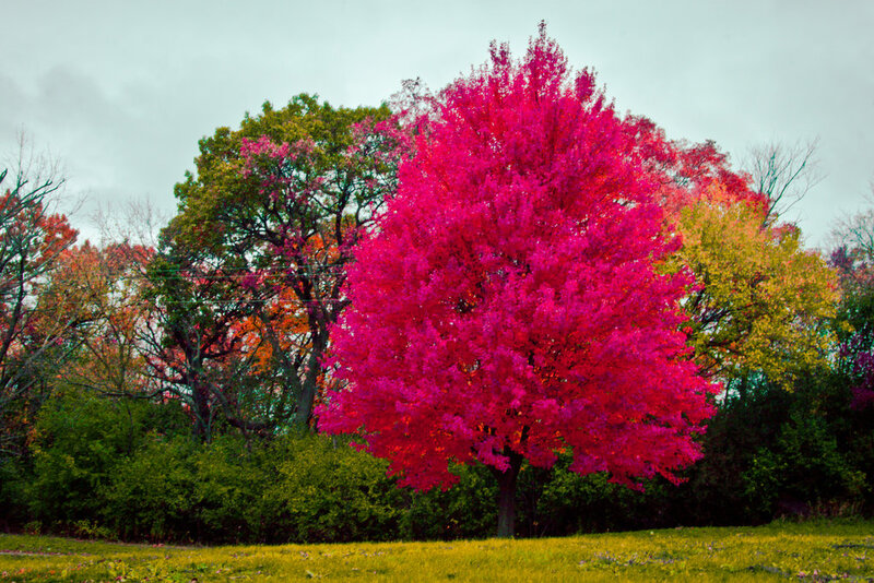 Vibrant Red Tree