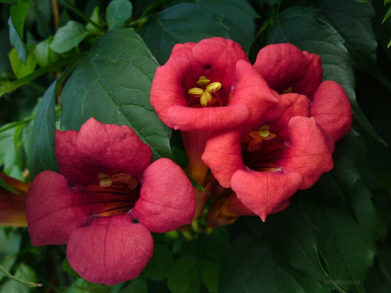 vibrant red trumpet flowers