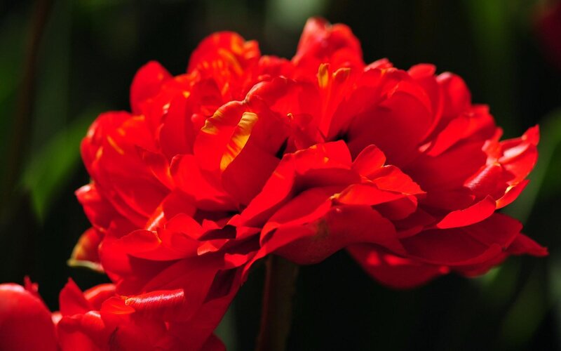 vibrant red tulip bloom